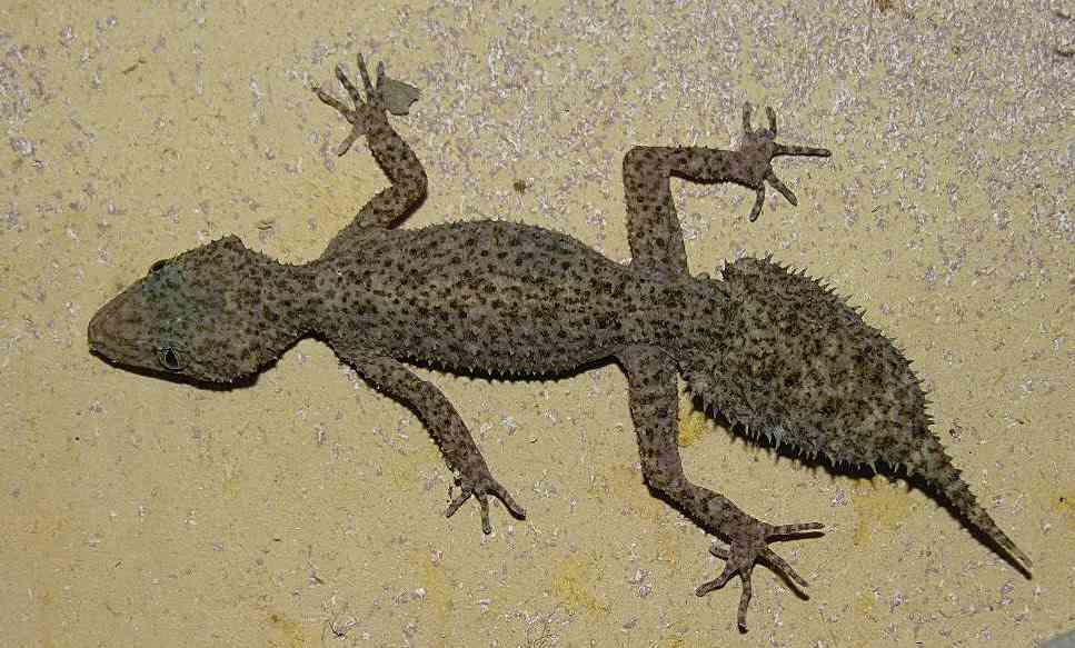 【超閲覧注意】不気味な生物の画像を貼っていくトピ【苦手な方注意】