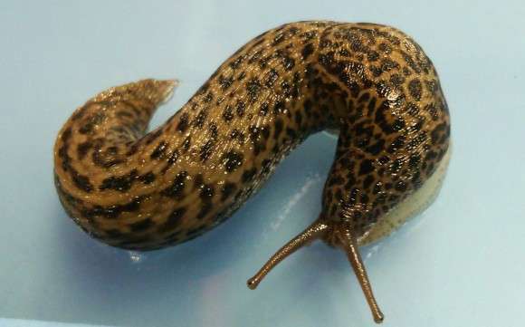 【超閲覧注意】不気味な生物の画像を貼っていくトピ【苦手な方注意】