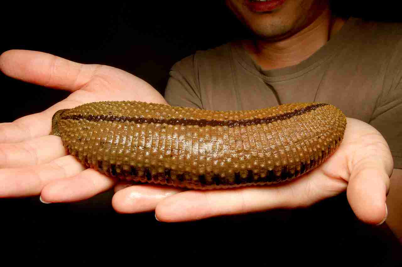 【超閲覧注意】不気味な生物の画像を貼っていくトピ【苦手な方注意】