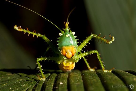 【超閲覧注意】不気味な生物の画像を貼っていくトピ【苦手な方注意】
