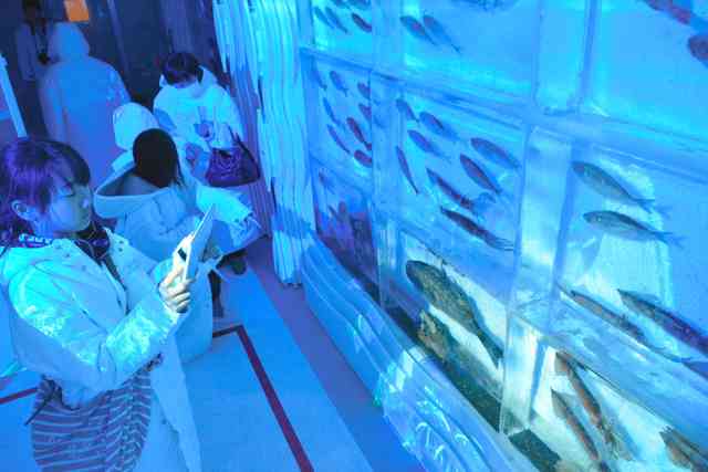 魚介類を氷詰め　津波被災の「氷の水族館」6年ぶり復活
