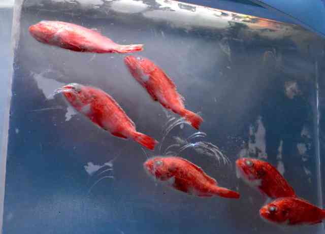 魚介類を氷詰め　津波被災の「氷の水族館」6年ぶり復活