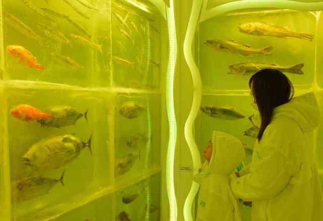 魚介類を氷詰め　津波被災の「氷の水族館」6年ぶり復活