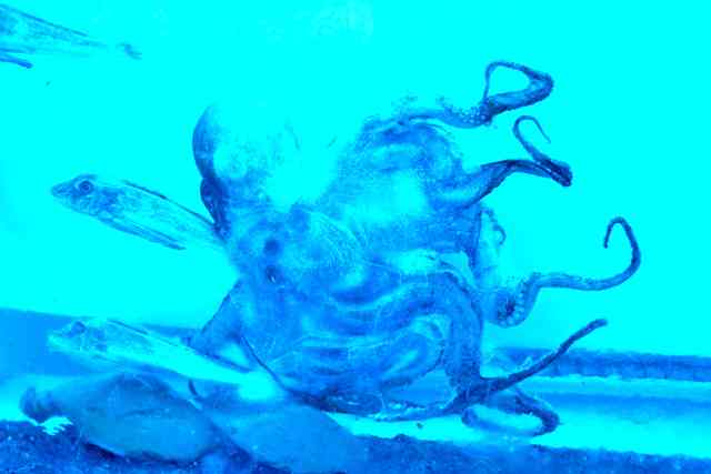 魚介類を氷詰め　津波被災の「氷の水族館」6年ぶり復活