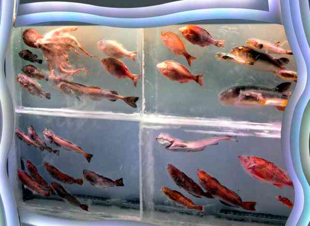 魚介類を氷詰め　津波被災の「氷の水族館」6年ぶり復活