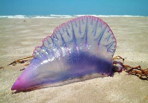 【超閲覧注意】不気味な生物の画像を貼っていくトピ【苦手な方注意】