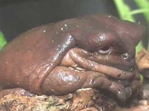 【超閲覧注意】不気味な生物の画像を貼っていくトピ【苦手な方注意】