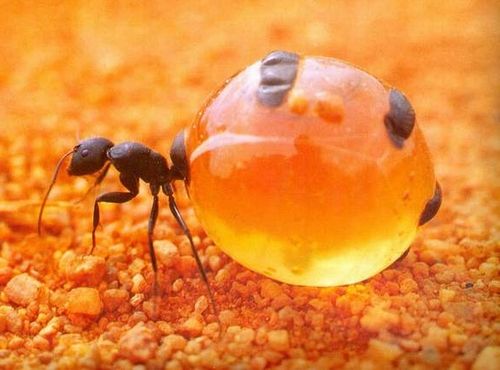 【超閲覧注意】不気味な生物の画像を貼っていくトピ【苦手な方注意】