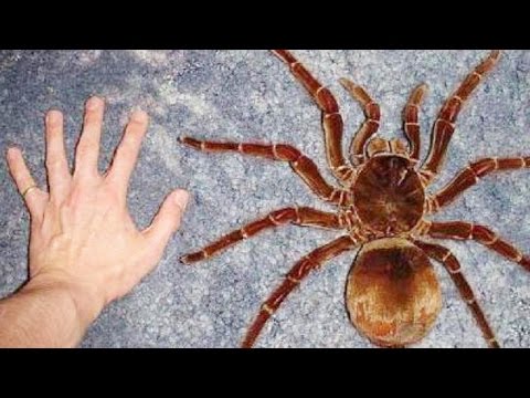 【超閲覧注意】不気味な生物の画像を貼っていくトピ【苦手な方注意】