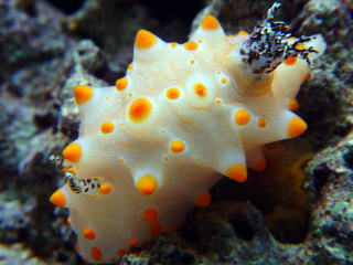 【超閲覧注意】不気味な生物の画像を貼っていくトピ【苦手な方注意】