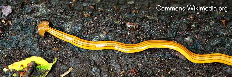 【超閲覧注意】不気味な生物の画像を貼っていくトピ【苦手な方注意】