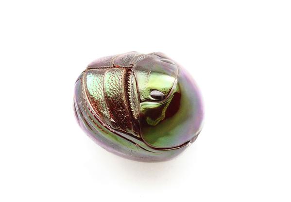 【超閲覧注意】不気味な生物の画像を貼っていくトピ【苦手な方注意】