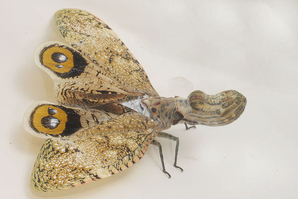 【超閲覧注意】不気味な生物の画像を貼っていくトピ【苦手な方注意】