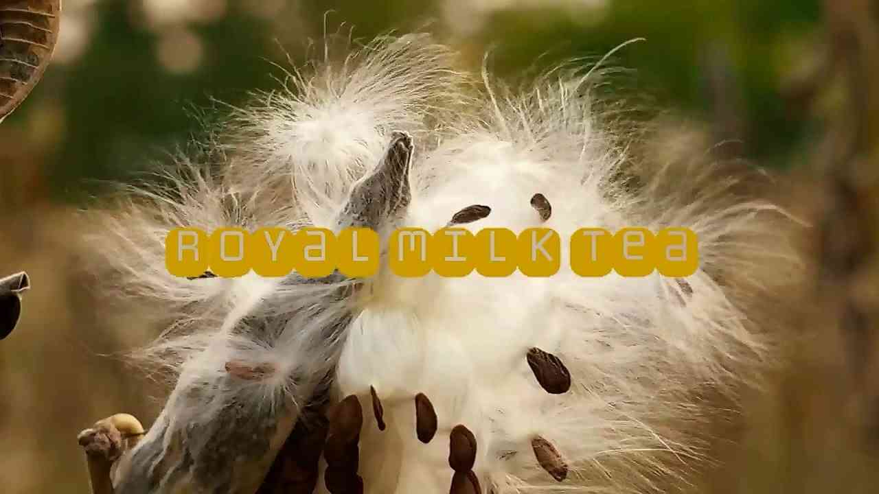 茶葉濃いめ100%北海道。癒しの『ロイヤルミルクティー』よくかきまぜて/"変身忍者"佐藤 豪 - YouTube