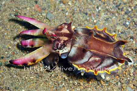 【超閲覧注意】不気味な生物の画像を貼っていくトピ【苦手な方注意】