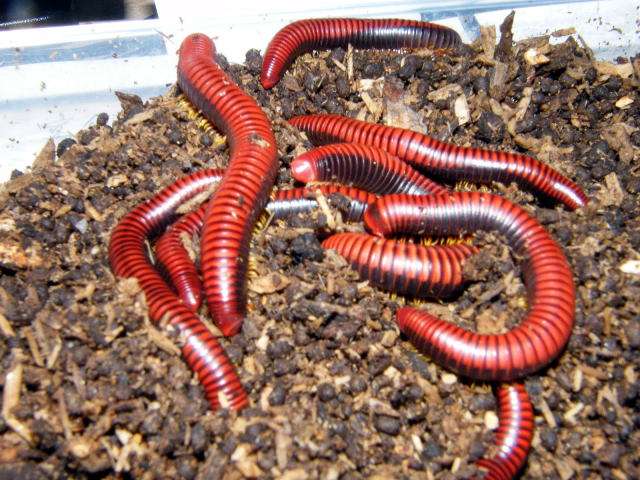 【超閲覧注意】不気味な生物の画像を貼っていくトピ【苦手な方注意】