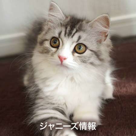キョトン顔の動物