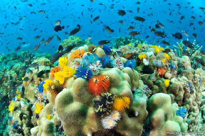 【超閲覧注意】不気味な生物の画像を貼っていくトピ【苦手な方注意】