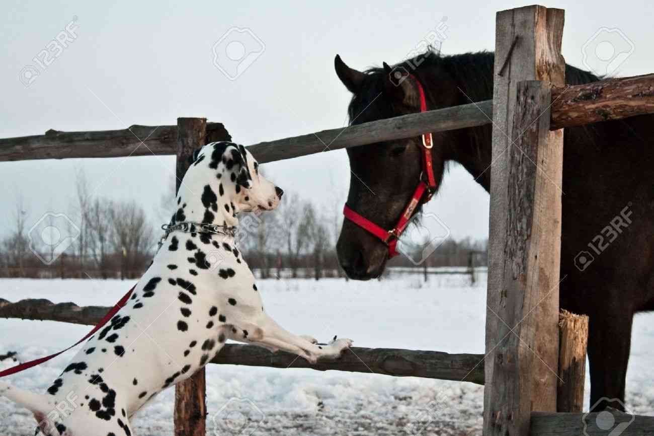 動物を一匹だけ不自由させずに飼えるとしたら何を飼いますか？