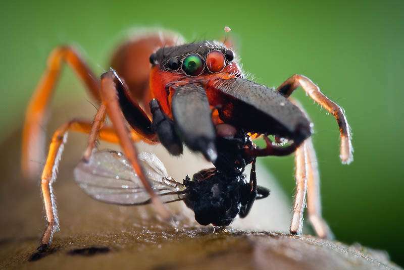 【超閲覧注意】不気味な生物の画像を貼っていくトピ【苦手な方注意】