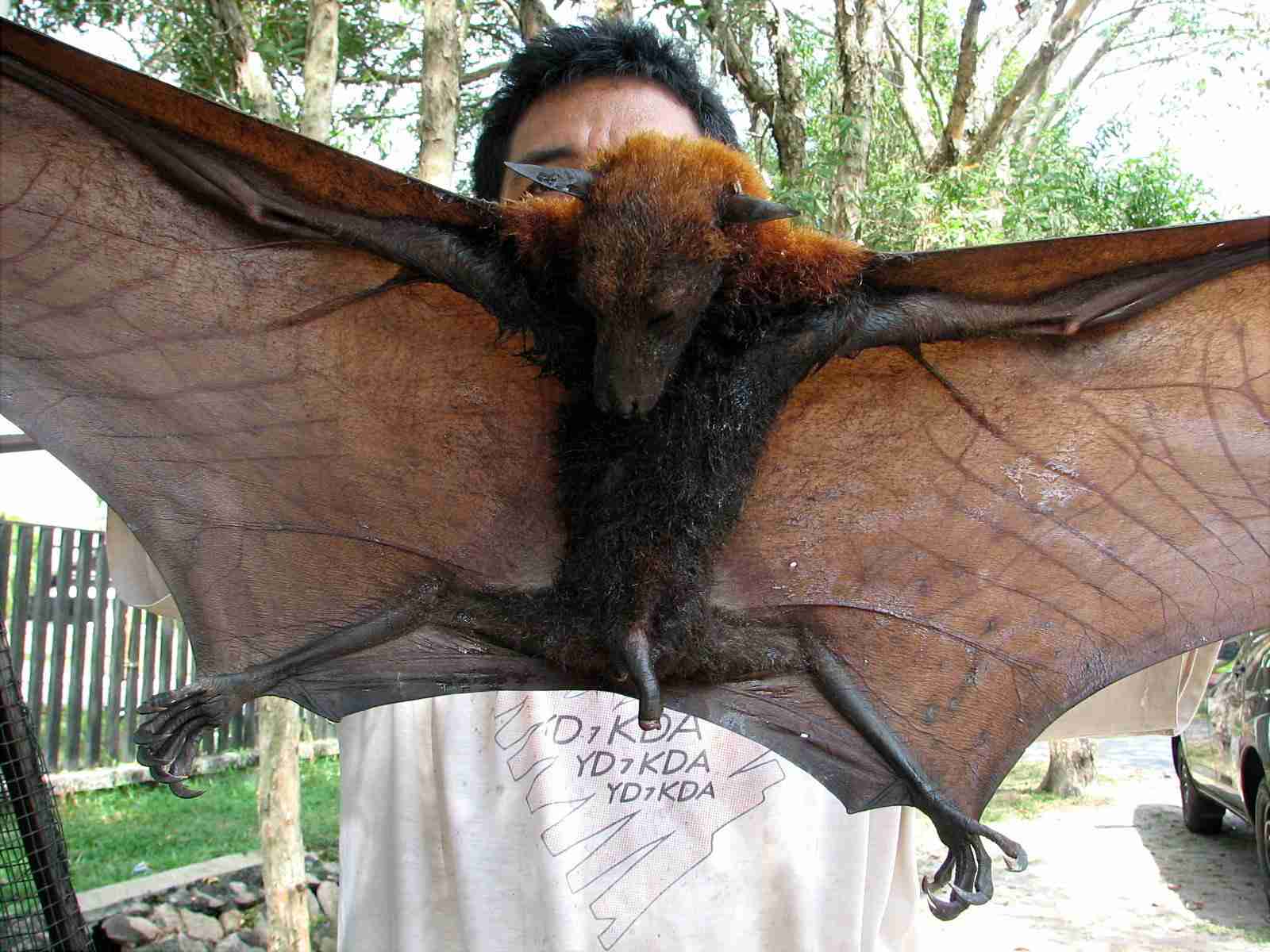 【超閲覧注意】不気味な生物の画像を貼っていくトピ【苦手な方注意】