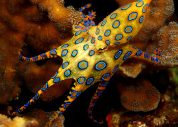 【超閲覧注意】不気味な生物の画像を貼っていくトピ【苦手な方注意】