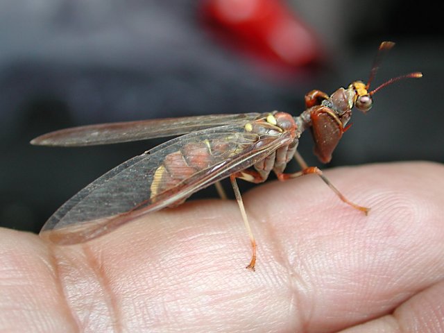 【超閲覧注意】不気味な生物の画像を貼っていくトピ【苦手な方注意】