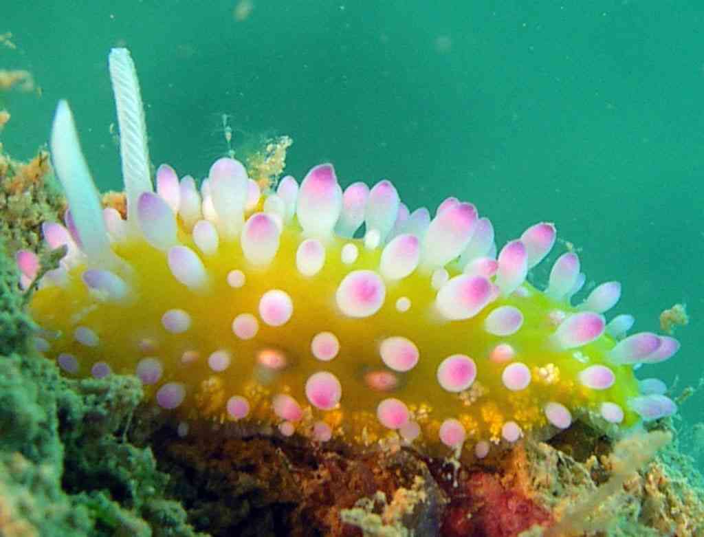 【超閲覧注意】不気味な生物の画像を貼っていくトピ【苦手な方注意】