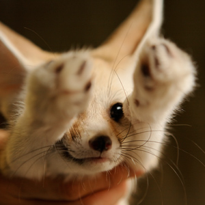 動物を一匹だけ不自由させずに飼えるとしたら何を飼いますか？