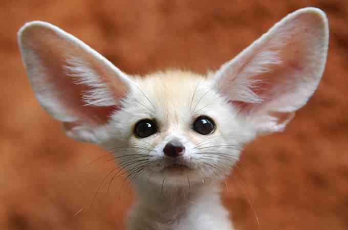 動物を一匹だけ不自由させずに飼えるとしたら何を飼いますか？