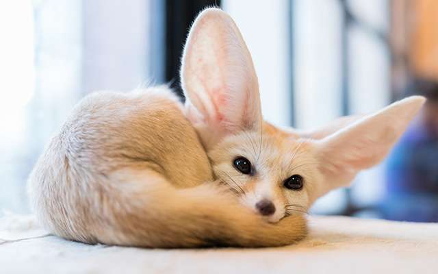動物を一匹だけ不自由させずに飼えるとしたら何を飼いますか？