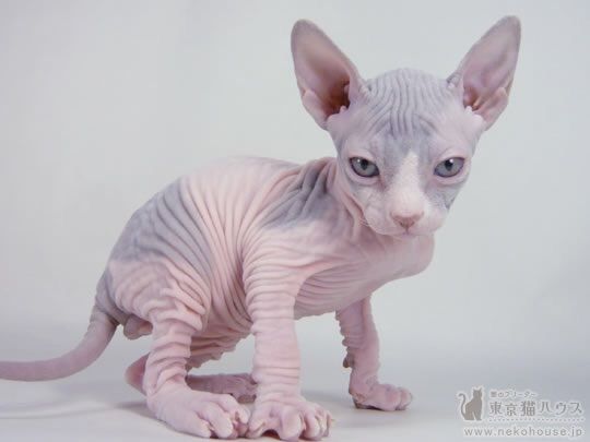 【超閲覧注意】不気味な生物の画像を貼っていくトピ【苦手な方注意】