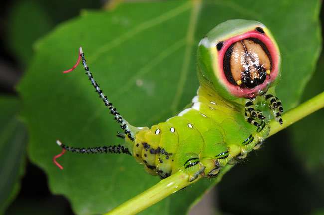 【超閲覧注意】不気味な生物の画像を貼っていくトピ【苦手な方注意】