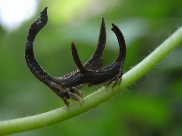 【超閲覧注意】不気味な生物の画像を貼っていくトピ【苦手な方注意】