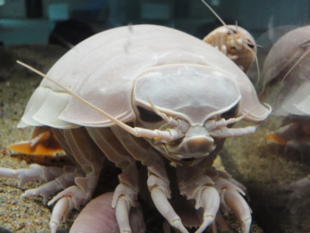 【超閲覧注意】不気味な生物の画像を貼っていくトピ【苦手な方注意】