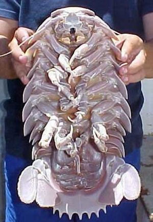 【超閲覧注意】不気味な生物の画像を貼っていくトピ【苦手な方注意】