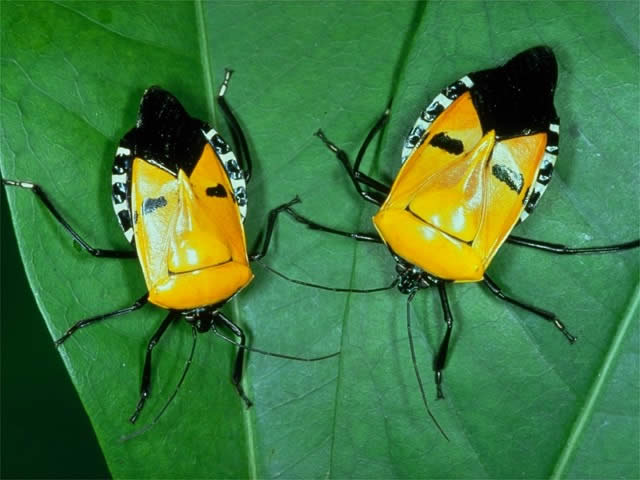 【超閲覧注意】不気味な生物の画像を貼っていくトピ【苦手な方注意】