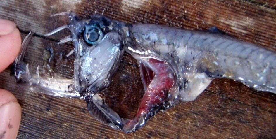 【超閲覧注意】不気味な生物の画像を貼っていくトピ【苦手な方注意】