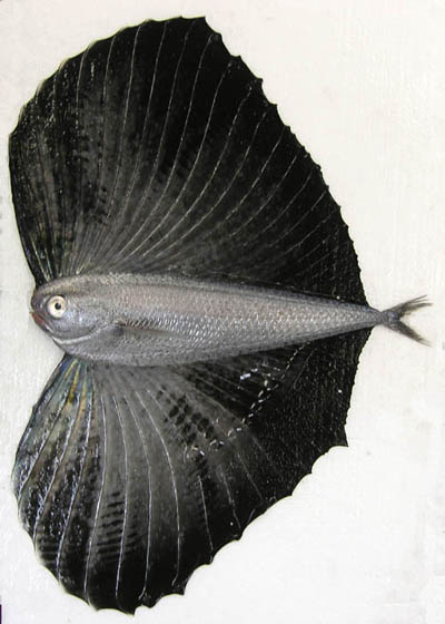 【超閲覧注意】不気味な生物の画像を貼っていくトピ【苦手な方注意】