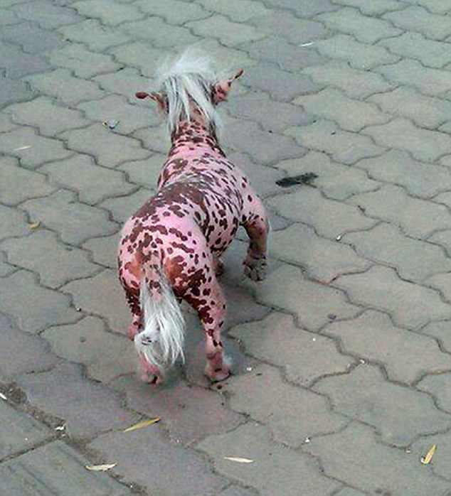 【超閲覧注意】不気味な生物の画像を貼っていくトピ【苦手な方注意】