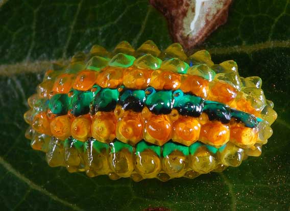 【超閲覧注意】不気味な生物の画像を貼っていくトピ【苦手な方注意】
