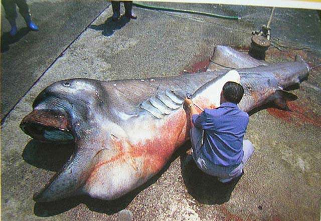 【超閲覧注意】不気味な生物の画像を貼っていくトピ【苦手な方注意】