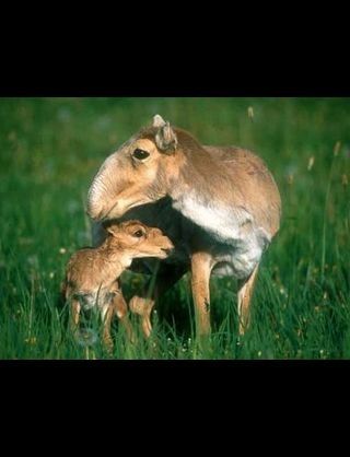 【超閲覧注意】不気味な生物の画像を貼っていくトピ【苦手な方注意】