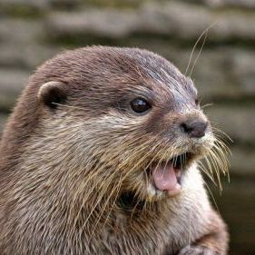 【厳選】可愛いカワウソ【画像】 - NAVER まとめ