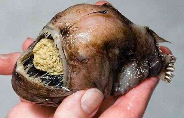 【超閲覧注意】不気味な生物の画像を貼っていくトピ【苦手な方注意】