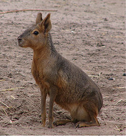 キョトン顔の動物
