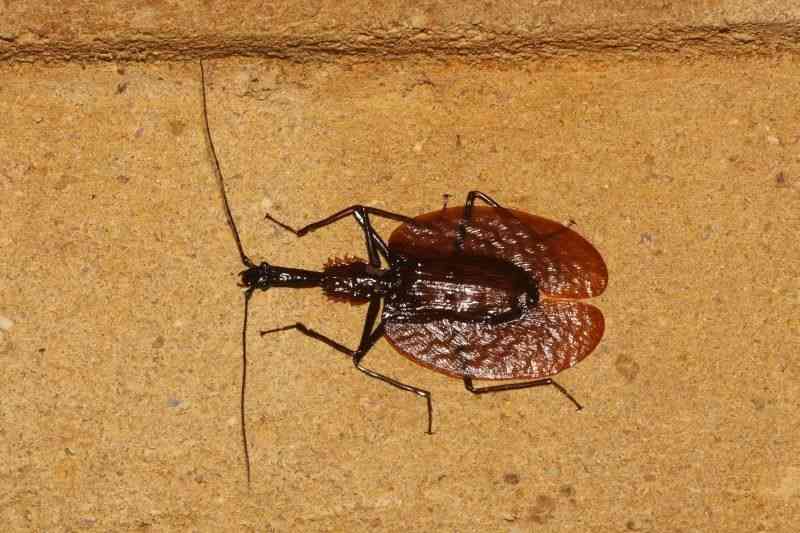 【超閲覧注意】不気味な生物の画像を貼っていくトピ【苦手な方注意】