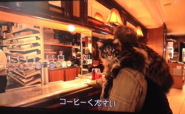 動物を一匹だけ不自由させずに飼えるとしたら何を飼いますか？
