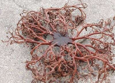 【超閲覧注意】不気味な生物の画像を貼っていくトピ【苦手な方注意】