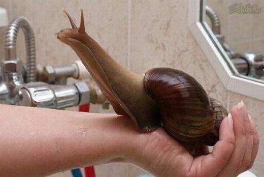 【超閲覧注意】不気味な生物の画像を貼っていくトピ【苦手な方注意】